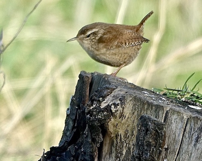 wren